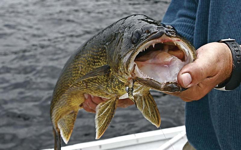 Pêcheur présentant un poisson fraichement hameçonné